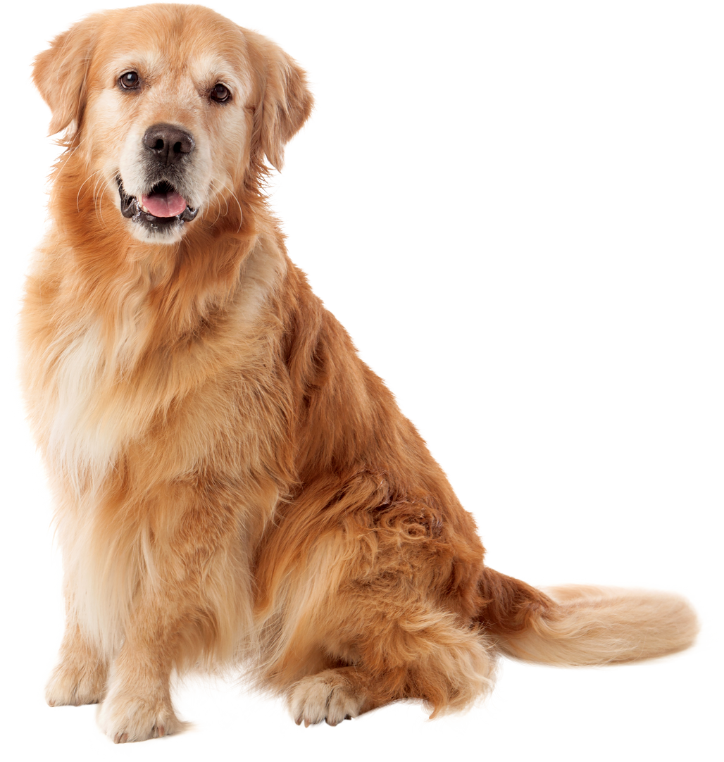 Beautiful Golden Retriever Dog Breed